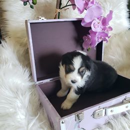 Australian Shepherd Puppies from Kelbrook Farm Australian Shepherds