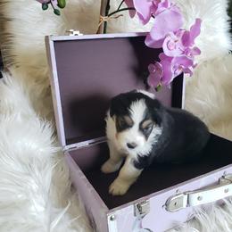 Australian Shepherd Puppies from Kelbrook Farm Australian Shepherds