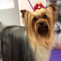Yorkshire Terriers from KanDew Yorkies