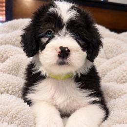 Mint - Gray and white male Old English Sheepdog puppy in Iowa from Midwest Puppy Paws