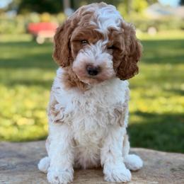 Lucy - Parti female Goldendoodle puppy in Oxford, Pennsylvania from FriendlyPals
