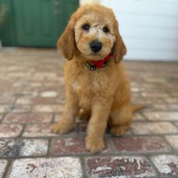 Black - Apricot male Goldendoodle puppy in Shingle Springs, California from California Double Doodles