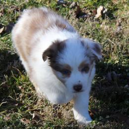 Oriana - Red merle female Australian Shepherd puppy in Kansas, Oklahoma from Windy G Farm