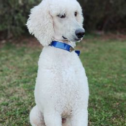 Casper - Poodle