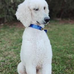 Casper - Poodle