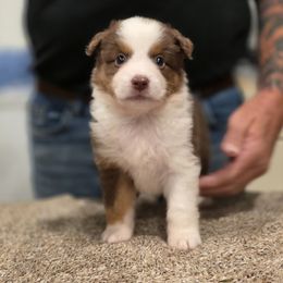 Boy 5 - Red tri-color male Miniature American Shepherd puppy in Artesia, New Mexico from Flawlessly Kennel