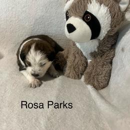 Rosa Parks - Sable female Border Collie puppy in Crawfordsville, Indiana from Rescued Dreams Border Collies