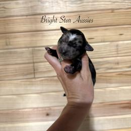 Thowra - Blue merle male Australian Shepherd puppy in Newton, Mississippi from Bright Star Aussies