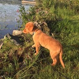 Nova Scotia Duck Tolling Retrievers from Sardonyx Canines