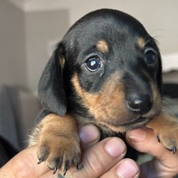 Dachshunds from SpadedWeenies