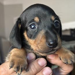 Dachshunds from SpadedWeenies