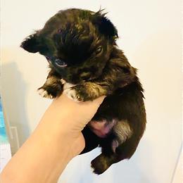 Black Rose - Black and white female Chihuahua puppy in Santa Rosa Beach, Florida from Eva's Chihuahua