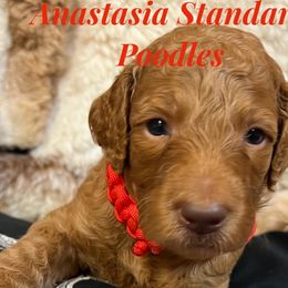 Boy 1 - Apricot Poodle puppy in Oceanside, New York from Anastasia STANDARD Poodles three four seven seven five four two three four five