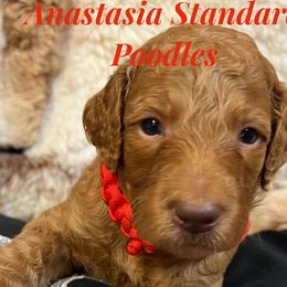 Boy 1 - Apricot Poodle puppy in Oceanside, New York from Anastasia STANDARD Poodles three four seven seven five four two three four five