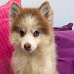 Ruby - Red and white female Pomsky puppy in La Verne, California from Red Cedar Pomskies
