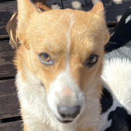 Nanna - Pembroke Welsh Corgi