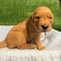 Naomi - Dark golden female Golden Retriever puppy in Sandy, Oregon from Treasured K-9s