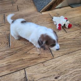 Dachshund Puppies from Rebekah's Dachshunds
