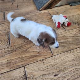 Dachshund Puppies from Rebekah's Dachshunds