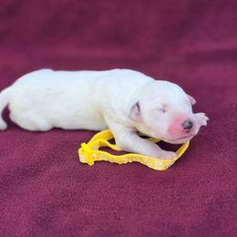 Nick - White and black male Dalmatian puppy in Neosho, Missouri from County-Line Critters