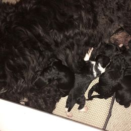 Portuguese Water Dog Puppies from Topsail PWDs