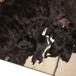 Portuguese Water Dog Puppies from Topsail PWDs