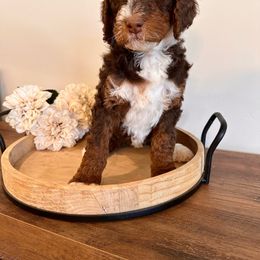 Hazel - Bernedoodle puppy from Royal Doodles