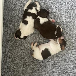 Boy 1 - Brittany puppy in Tacoma, Washington from Morgun’s Brittanys