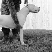 Sugar - Dogo Argentino