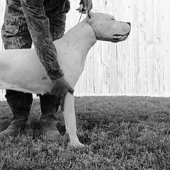 Sugar - Dogo Argentino