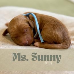 Ms. Sunny - Parti female Goldendoodle puppy in Pensacola, Florida from Ruby Pupper Doodles