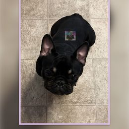 Zenobia Lae - Black and tan French Bulldog puppy in Coquille, Oregon from Briyana Leighs Litters LLC