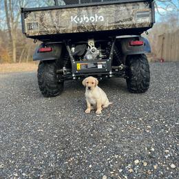 Labrador Retriever Puppies from Krys Ruth