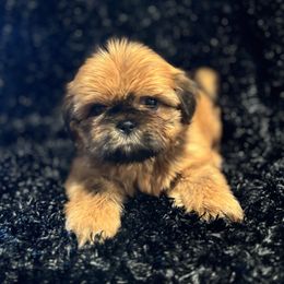 Boy 1 red - Red male Shih Tzu puppy in Sharon, Pennsylvania from Keystone Danes and Shih tzus