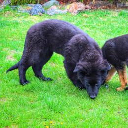German Shepherd and Pembroke Welsh Corgi Puppies from Muddy Paws Corgis / Von Blake's Gedächtnis