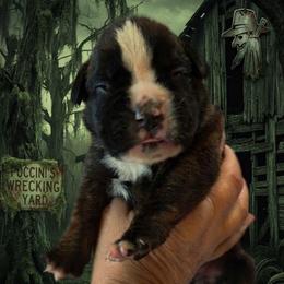 Voorees (boy) - Brindle male Boxer puppy in Red Boiling Springs, Tennessee from Silver Rain