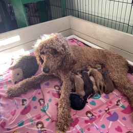 Poodle Puppies from Renders Poodles