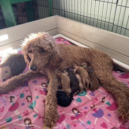 Poodle Puppies from Renders Poodles