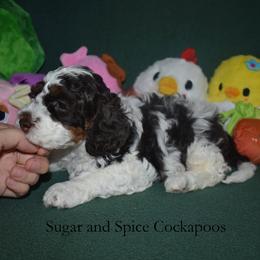 Domino - Brown white and tan male Cockapoo puppy in Hopkins, South Carolina from Sugar and Spice Cockapoos