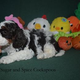 Domino - Brown white and tan male Cockapoo puppy in Hopkins, South Carolina from Sugar and Spice Cockapoos