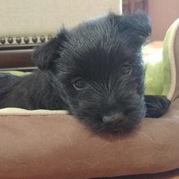 Scottish Terriers from Glendarra Scottish Terriers