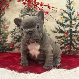 Dasher - Blue male French Bulldog puppy in Santa Rosa, California from Ingram Ranch Frenchies