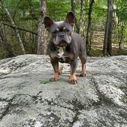 French Bulldog puppies from Grays Frenchies
