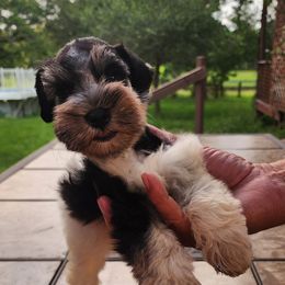 Sweet Pups Sugar Cocoa - Parti female Miniature Schnauzer puppy in North Zulch, Texas from Sweet Pup Schnauzers