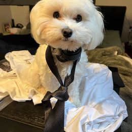 Cat - Havanese