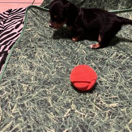 Dachshund Puppies from Crystals Little Doxies