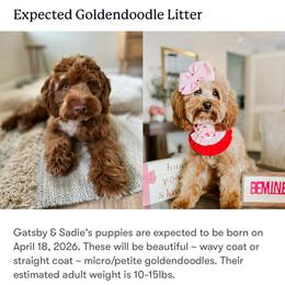 Upcoming Litter male pick (pick 3 and 4 available) - Red  male Goldendoodle puppy in Hopkins County, Texas from Boutique Doodles