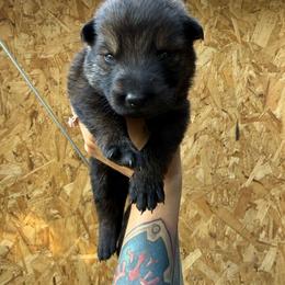 Yellow collar - Sable female German Shepherd puppy in Phenix City, Alabama from Black Rose Shepherds