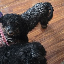 Prindy - Black female Australian Labradoodle puppy in Billings, Montana from Doodle Around