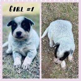 Girl 1 - Blue mottled female Australian Cattle Dog puppy in Prague, Oklahoma from S&B Cattle Co.